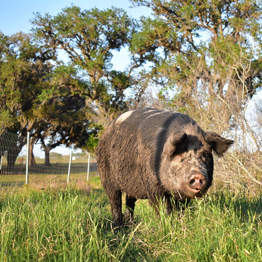 Sorting our Pasture Raised Sows Around - the Moms to our Pasture Raised Pork 