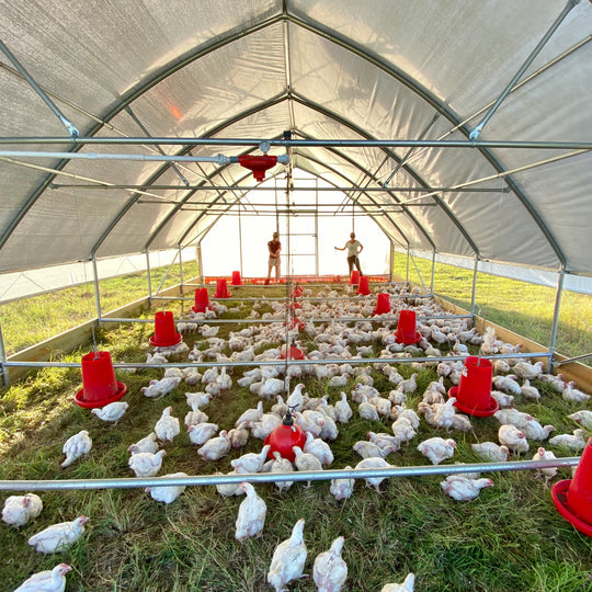 Pasture Raised Chicken Practices