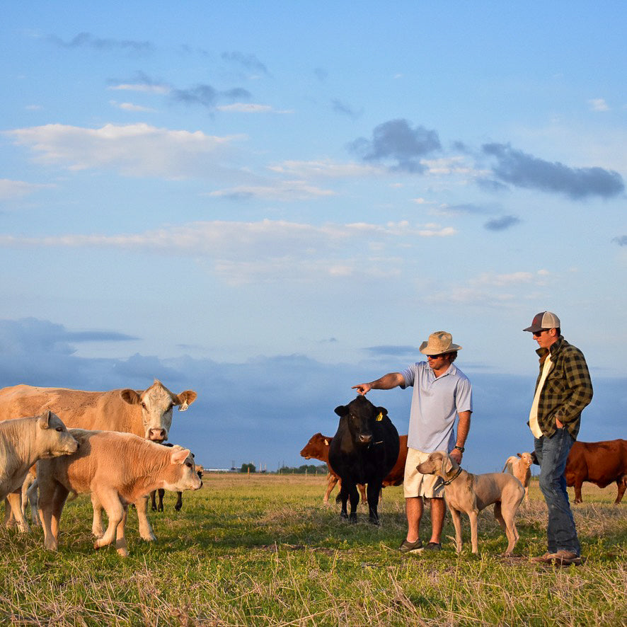 Texas Size Whole, Half, And Quarter Calf Deposits — Half Calf